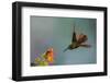 Fawn-breasted brilliant hummingbird.-Ken Archer-Framed Photographic Print