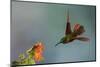 Fawn-breasted brilliant hummingbird.-Ken Archer-Mounted Photographic Print