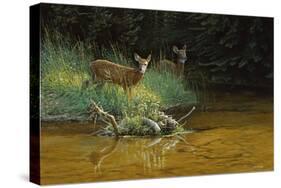 Fawn Brook-Michael Budden-Stretched Canvas