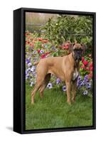 Fawn-Colored Boxer with Natural Ears Standing on Grass by Flower Garden, Geneva, Illinois, USA-Lynn M^ Stone-Framed Stretched Canvas