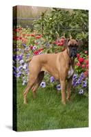 Fawn-Colored Boxer with Natural Ears Standing on Grass by Flower Garden, Geneva, Illinois, USA-Lynn M^ Stone-Stretched Canvas