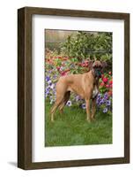 Fawn-Colored Boxer with Natural Ears Standing on Grass by Flower Garden, Geneva, Illinois, USA-Lynn M^ Stone-Framed Photographic Print