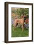 Fawn-Colored Boxer with Natural Ears Standing on Grass by Flower Garden, Geneva, Illinois, USA-Lynn M^ Stone-Framed Photographic Print