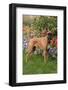 Fawn-Colored Boxer with Natural Ears Standing on Grass by Flower Garden, Geneva, Illinois, USA-Lynn M^ Stone-Framed Photographic Print