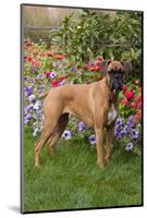 Fawn-Colored Boxer with Natural Ears Standing on Grass by Flower Garden, Geneva, Illinois, USA-Lynn M^ Stone-Mounted Photographic Print