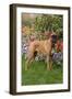 Fawn-Colored Boxer with Natural Ears Standing on Grass by Flower Garden, Geneva, Illinois, USA-Lynn M^ Stone-Framed Photographic Print