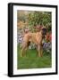 Fawn-Colored Boxer with Natural Ears Standing on Grass by Flower Garden, Geneva, Illinois, USA-Lynn M^ Stone-Framed Photographic Print