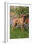 Fawn-Colored Boxer with Natural Ears Standing on Grass by Flower Garden, Geneva, Illinois, USA-Lynn M^ Stone-Framed Photographic Print