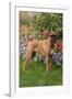 Fawn-Colored Boxer with Natural Ears Standing on Grass by Flower Garden, Geneva, Illinois, USA-Lynn M^ Stone-Framed Photographic Print