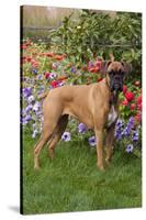 Fawn-Colored Boxer with Natural Ears Standing on Grass by Flower Garden, Geneva, Illinois, USA-Lynn M^ Stone-Stretched Canvas