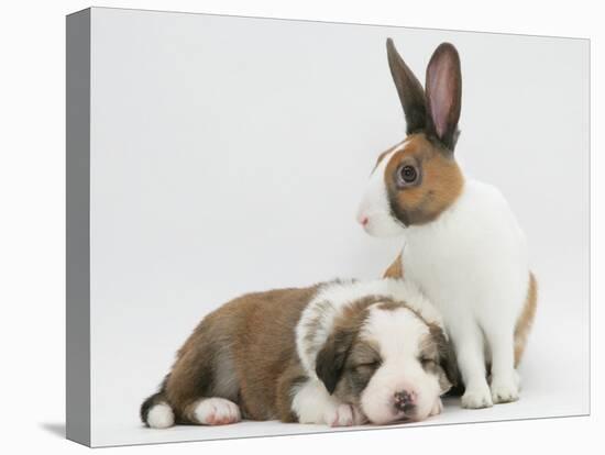 Fawn Dutch Rabbit with Sleeping Sable-And-White Border Collie Pup-Jane Burton-Stretched Canvas