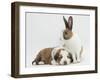 Fawn Dutch Rabbit with Sleeping Sable-And-White Border Collie Pup-Jane Burton-Framed Photographic Print