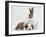 Fawn Dutch Rabbit with Sleeping Sable-And-White Border Collie Pup-Jane Burton-Framed Photographic Print