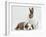 Fawn Dutch Rabbit with Sleeping Sable-And-White Border Collie Pup-Jane Burton-Framed Photographic Print