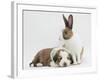 Fawn Dutch Rabbit with Sleeping Sable-And-White Border Collie Pup-Jane Burton-Framed Photographic Print