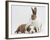 Fawn Dutch Rabbit with Sleeping Sable-And-White Border Collie Pup-Jane Burton-Framed Photographic Print