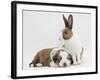 Fawn Dutch Rabbit with Sleeping Sable-And-White Border Collie Pup-Jane Burton-Framed Photographic Print