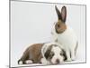 Fawn Dutch Rabbit with Sleeping Sable-And-White Border Collie Pup-Jane Burton-Mounted Photographic Print