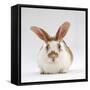 Fawn English-Spotted Rabbit, Female-Jane Burton-Framed Stretched Canvas