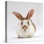 Fawn English-Spotted Rabbit, Female-Jane Burton-Stretched Canvas