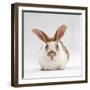 Fawn English-Spotted Rabbit, Female-Jane Burton-Framed Photographic Print