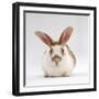 Fawn English-Spotted Rabbit, Female-Jane Burton-Framed Photographic Print