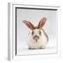 Fawn English-Spotted Rabbit, Female-Jane Burton-Framed Photographic Print