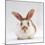 Fawn English-Spotted Rabbit, Female-Jane Burton-Mounted Photographic Print