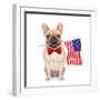 Fawn French Bulldog-Javier Brosch-Framed Photographic Print