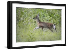 Fawn in October-Jai Johnson-Framed Giclee Print