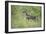 Fawn in October-Jai Johnson-Framed Giclee Print