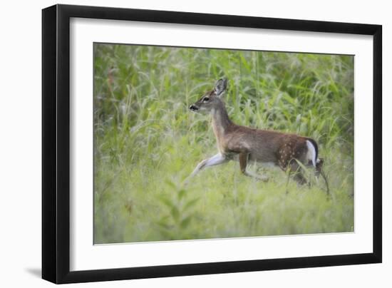 Fawn in October-Jai Johnson-Framed Giclee Print