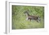 Fawn in October-Jai Johnson-Framed Giclee Print