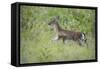 Fawn in October-Jai Johnson-Framed Stretched Canvas