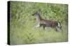 Fawn in October-Jai Johnson-Stretched Canvas