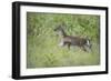 Fawn in October-Jai Johnson-Framed Premium Giclee Print