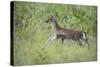 Fawn in October-Jai Johnson-Stretched Canvas