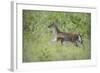 Fawn in October-Jai Johnson-Framed Giclee Print