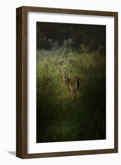 Fawn in the Field-Jai Johnson-Framed Giclee Print