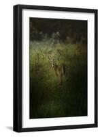 Fawn in the Field-Jai Johnson-Framed Giclee Print