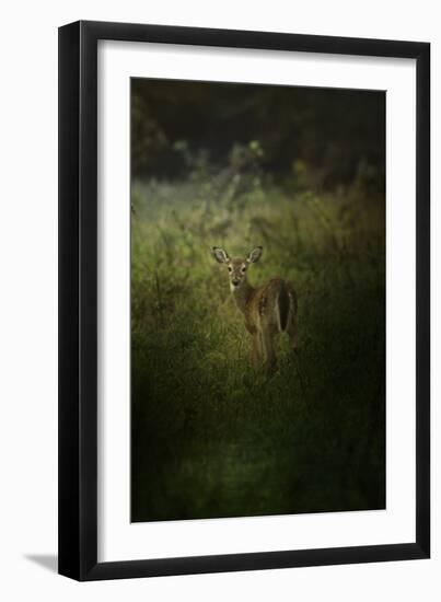 Fawn in the Field-Jai Johnson-Framed Giclee Print