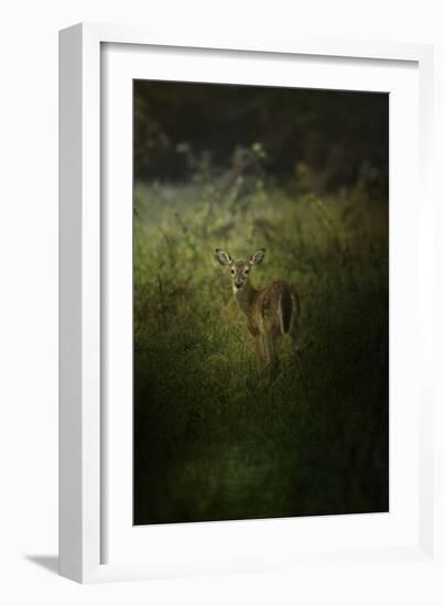 Fawn in the Field-Jai Johnson-Framed Giclee Print