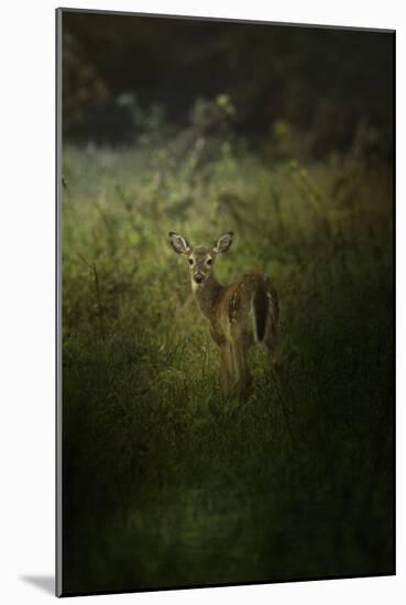 Fawn in the Field-Jai Johnson-Mounted Giclee Print