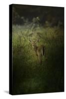 Fawn in the Field-Jai Johnson-Stretched Canvas