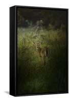 Fawn in the Field-Jai Johnson-Framed Stretched Canvas