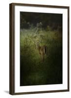 Fawn in the Field-Jai Johnson-Framed Giclee Print