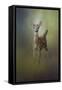 Fawn in the Forest-Jai Johnson-Framed Stretched Canvas