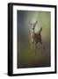 Fawn in the Forest-Jai Johnson-Framed Giclee Print