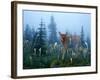 Fawn Memories-Gordon Semmens-Framed Giclee Print