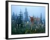 Fawn Memories-Gordon Semmens-Framed Giclee Print